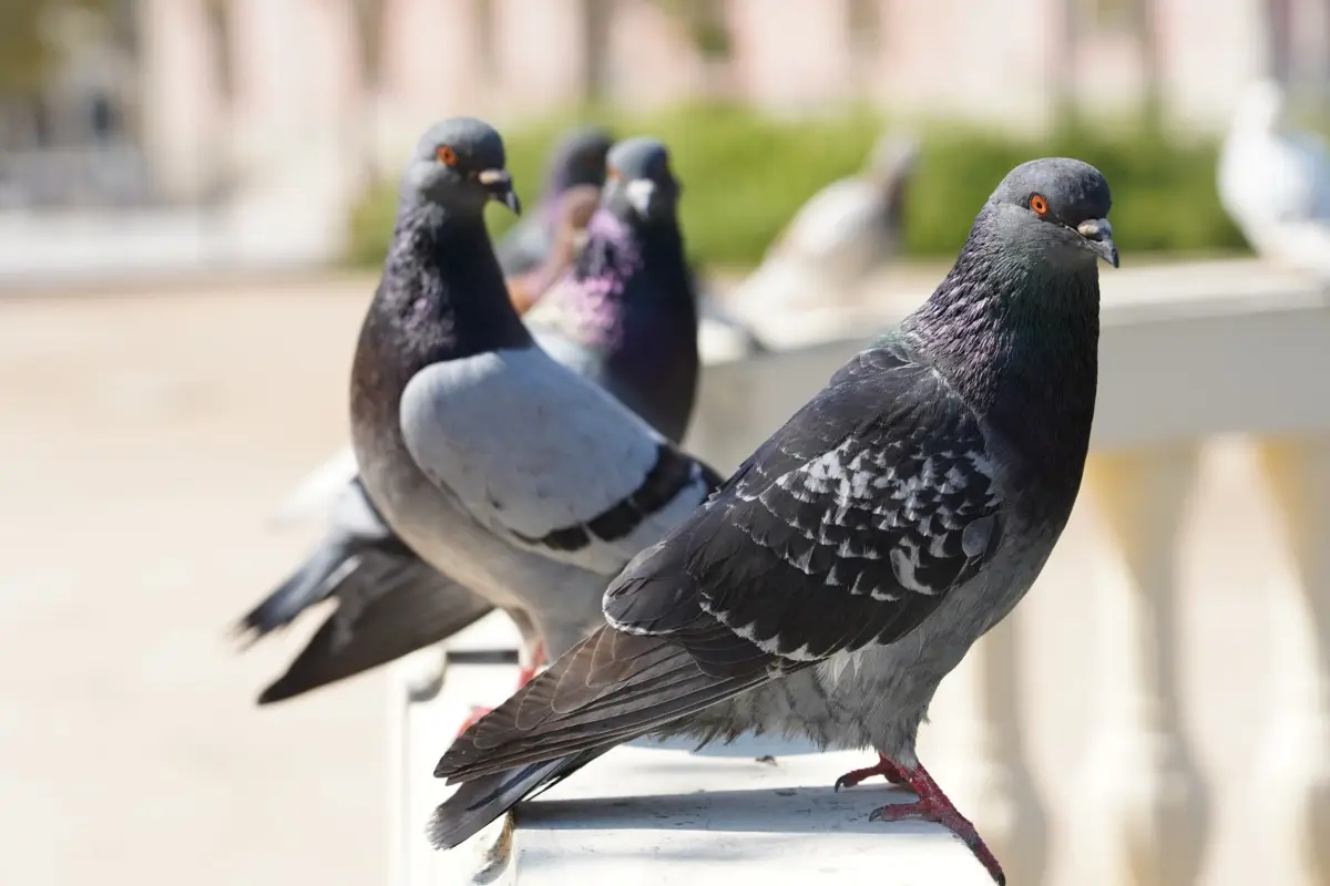 Basta sempre piccioni sul balcone: il rimedio fai da te più semplice di sempre Basta sempre piccioni sul balcone: il rimedio fai da te più semplice di sempre
