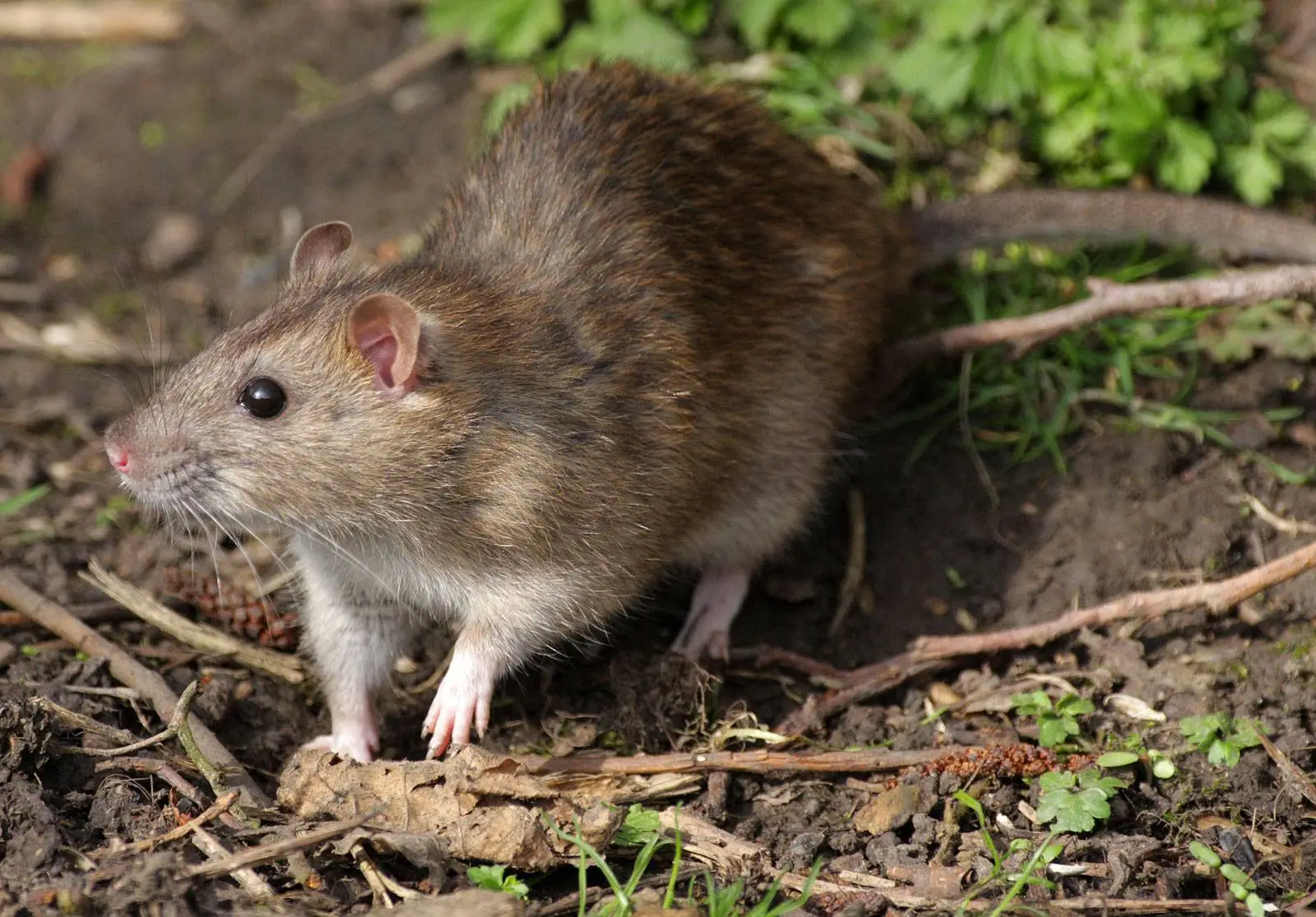 Come allontanare i topi dal giardino con metodi naturali: il trucco che usano anche nei parchi Come allontanare i topi dal giardino con metodi naturali: il trucco che usano anche nei parchi
