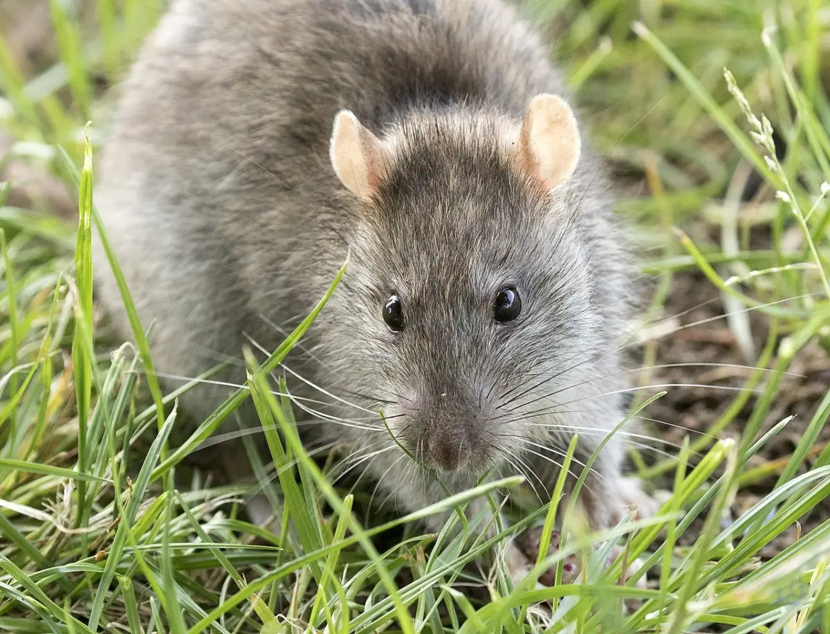 Come allontanare i topi dal giardino con metodi naturali: il trucco che usano anche nei parchi Come allontanare i topi dal giardino con metodi naturali: il trucco che usano anche nei parchi