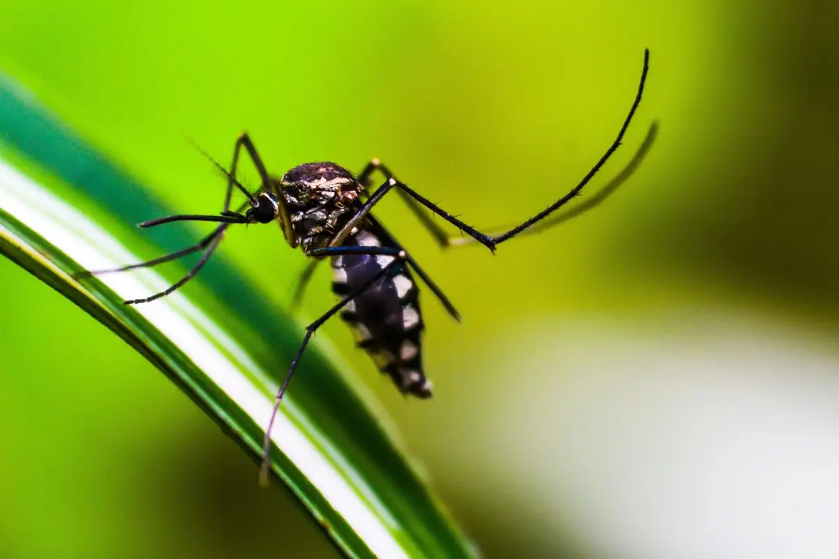 Zanzare in casa anche di giorno: il rimedio naturale che funziona davvero Zanzare in casa anche di giorno: il rimedio naturale che funziona davvero