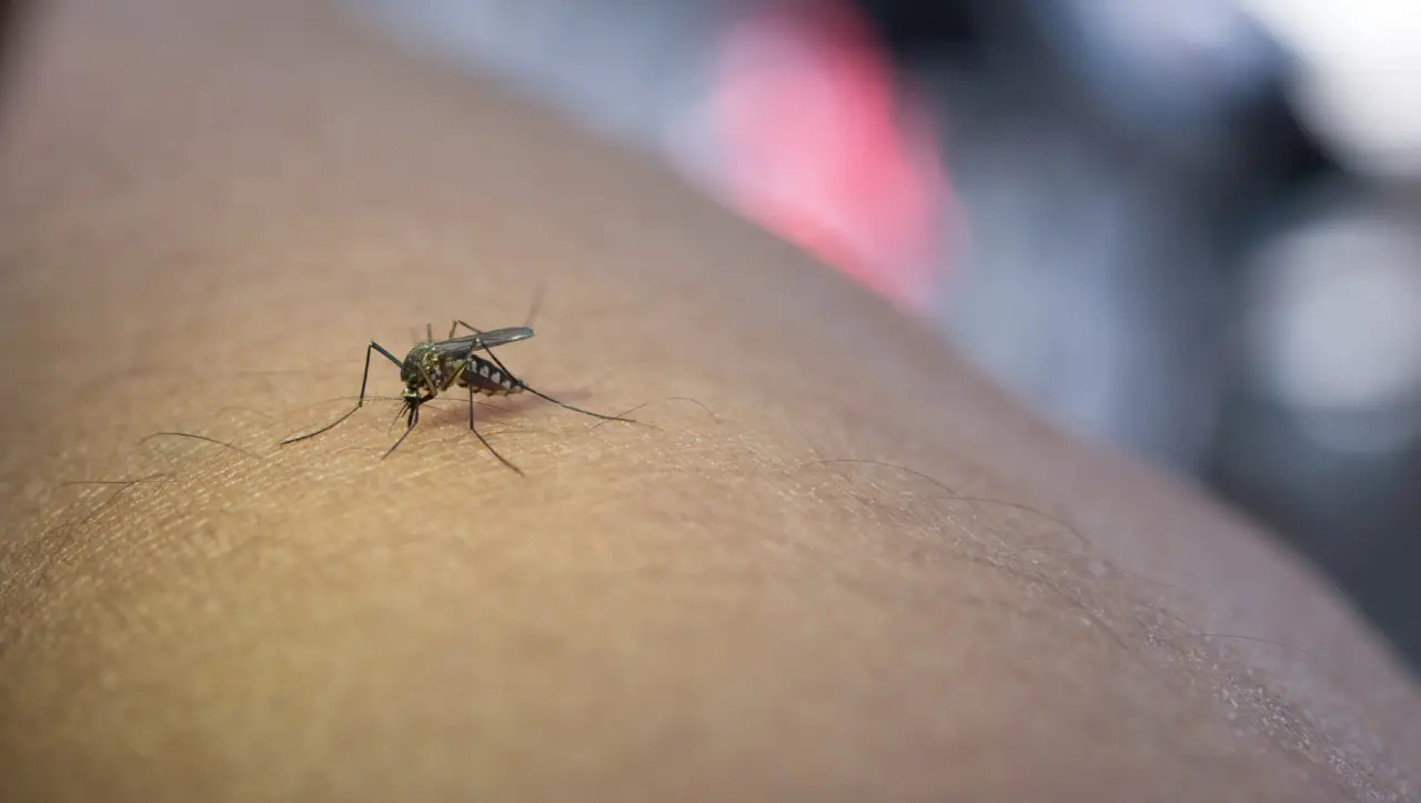 Zanzare in casa anche di giorno: il rimedio naturale che funziona davvero Zanzare in casa anche di giorno: il rimedio naturale che funziona davvero