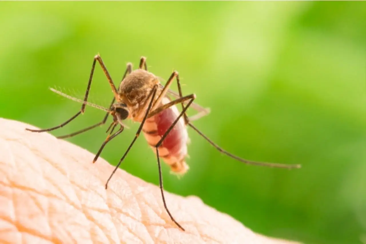 Zanzare in casa anche di giorno: il rimedio naturale che funziona davvero Zanzare in casa anche di giorno: il rimedio naturale che funziona davvero