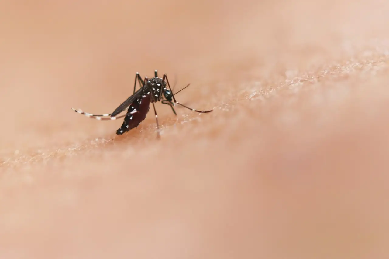 Zanzare in casa anche di giorno: il rimedio naturale che funziona davvero Zanzare in casa anche di giorno: il rimedio naturale che funziona davvero