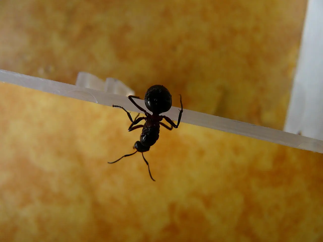 Il trucco per tenere lontane le formiche da cucina e dispense Il trucco per tenere lontane le formiche da cucina e dispense