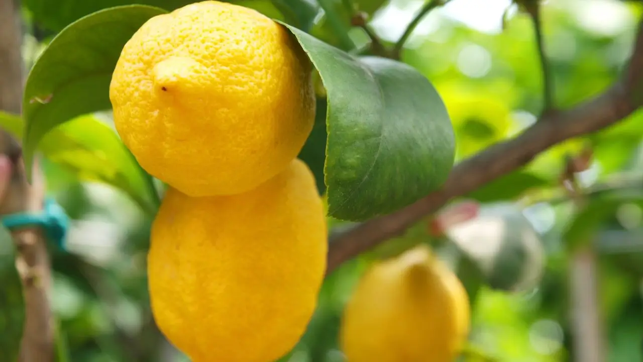 Il trucco per tenere lontane le formiche da cucina e dispense Il trucco per tenere lontane le formiche da cucina e dispense