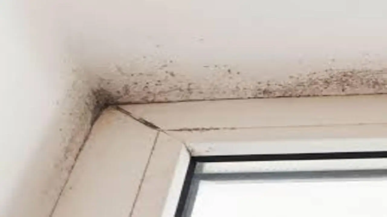 Odore di muffa in casa: cosa fare se arriva da pareti e condizionatori Odore di muffa in casa: cosa fare se arriva da pareti e condizionatori