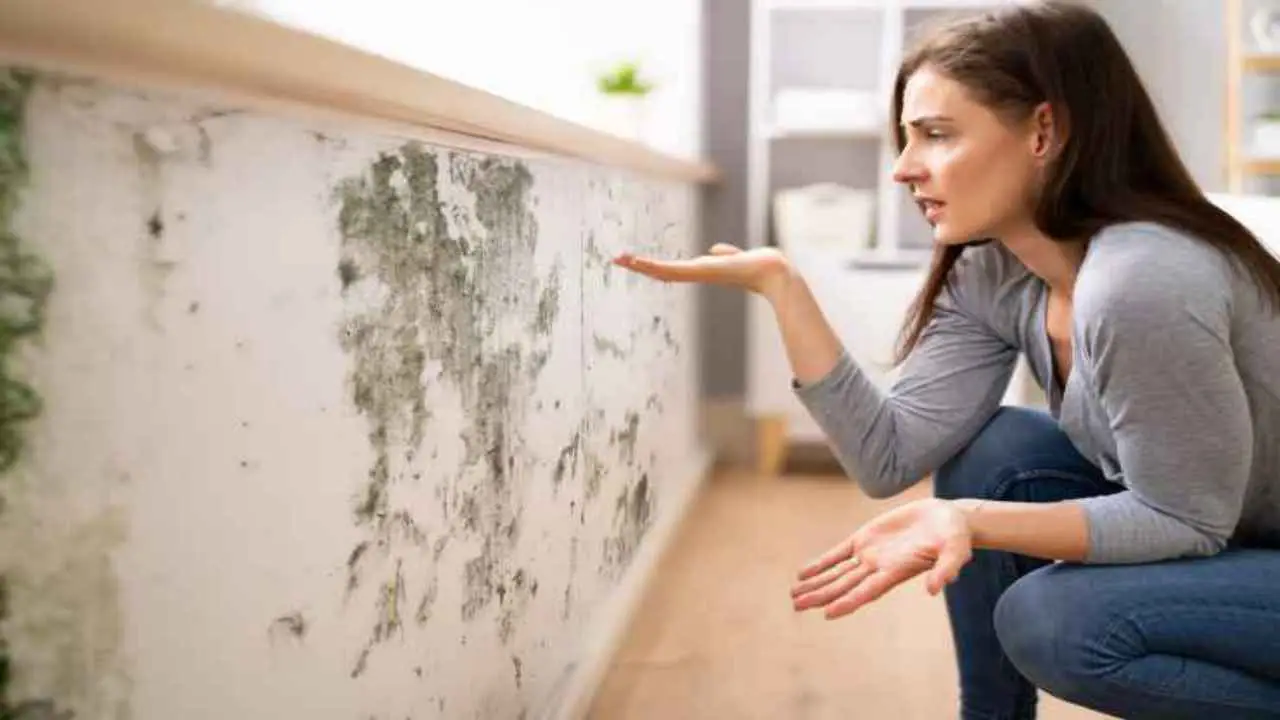 Odore di muffa in casa: cosa fare se arriva da pareti e condizionatori Odore di muffa in casa: cosa fare se arriva da pareti e condizionatori