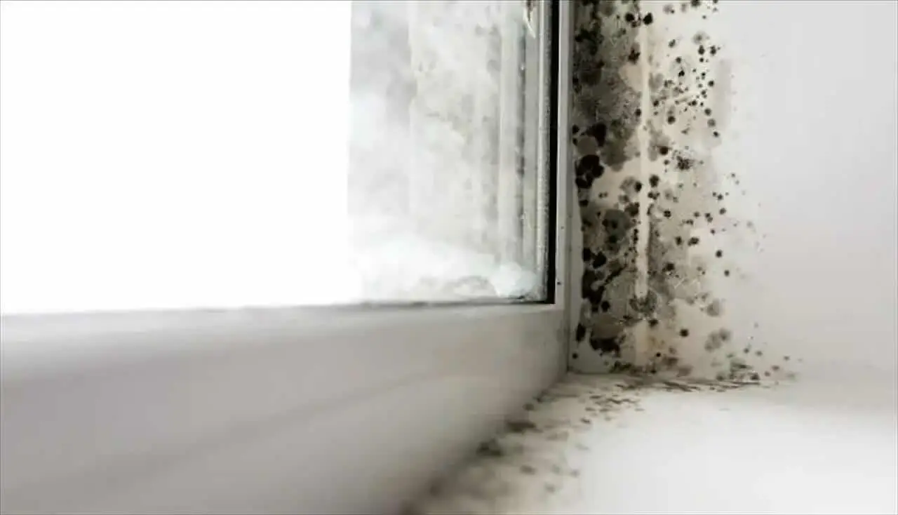 Odore di muffa in casa: cosa fare se arriva da pareti e condizionatori Odore di muffa in casa: cosa fare se arriva da pareti e condizionatori