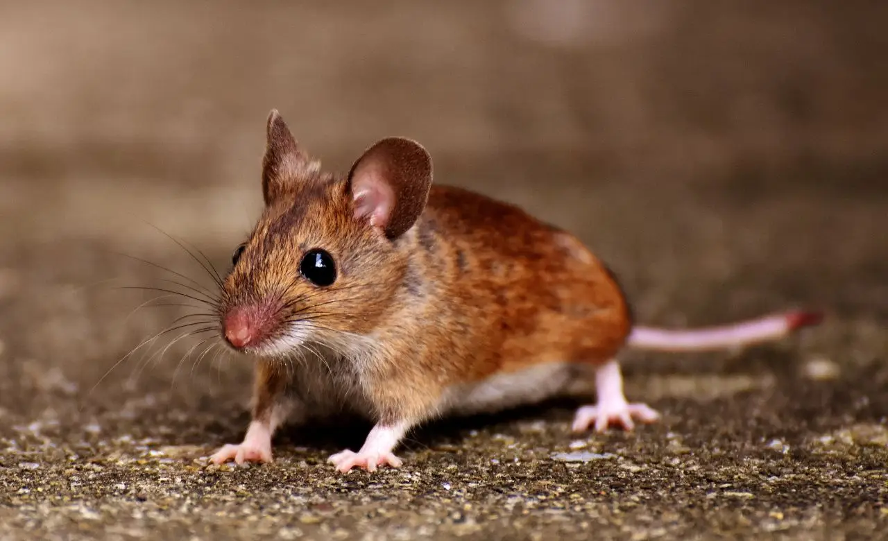 Come evitare che i topi entrino dalle tubature: il metodo usato dagli esperti Come evitare che i topi entrino dalle tubature: il metodo usato dagli esperti