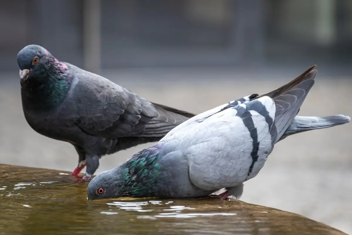 Come pulire le feci di piccione da balconi e cornicioni in modo sicuro Come pulire le feci di piccione da balconi e cornicioni in modo sicuro