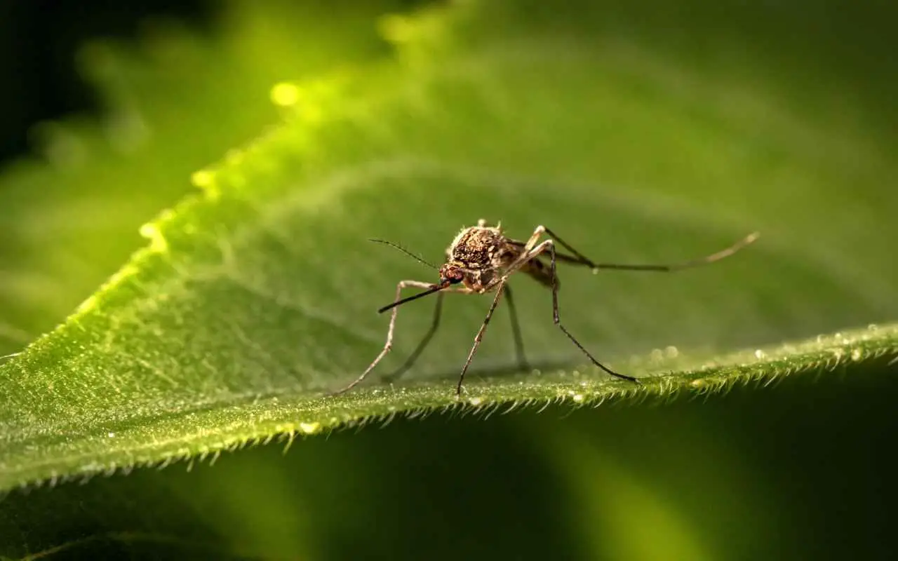 Piante che respingono zanzare e insetti: ecco quali mettere sul davanzale Piante che respingono zanzare e insetti: ecco quali mettere sul davanzale