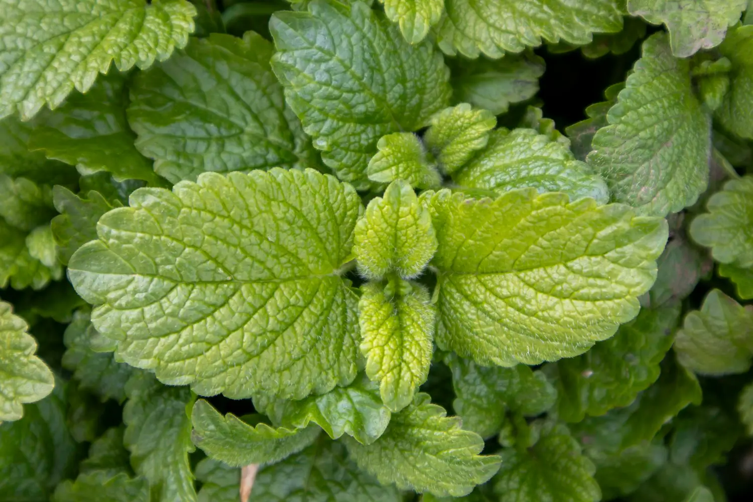 Piante che respingono zanzare e insetti: ecco quali mettere sul davanzale Piante che respingono zanzare e insetti: ecco quali mettere sul davanzale