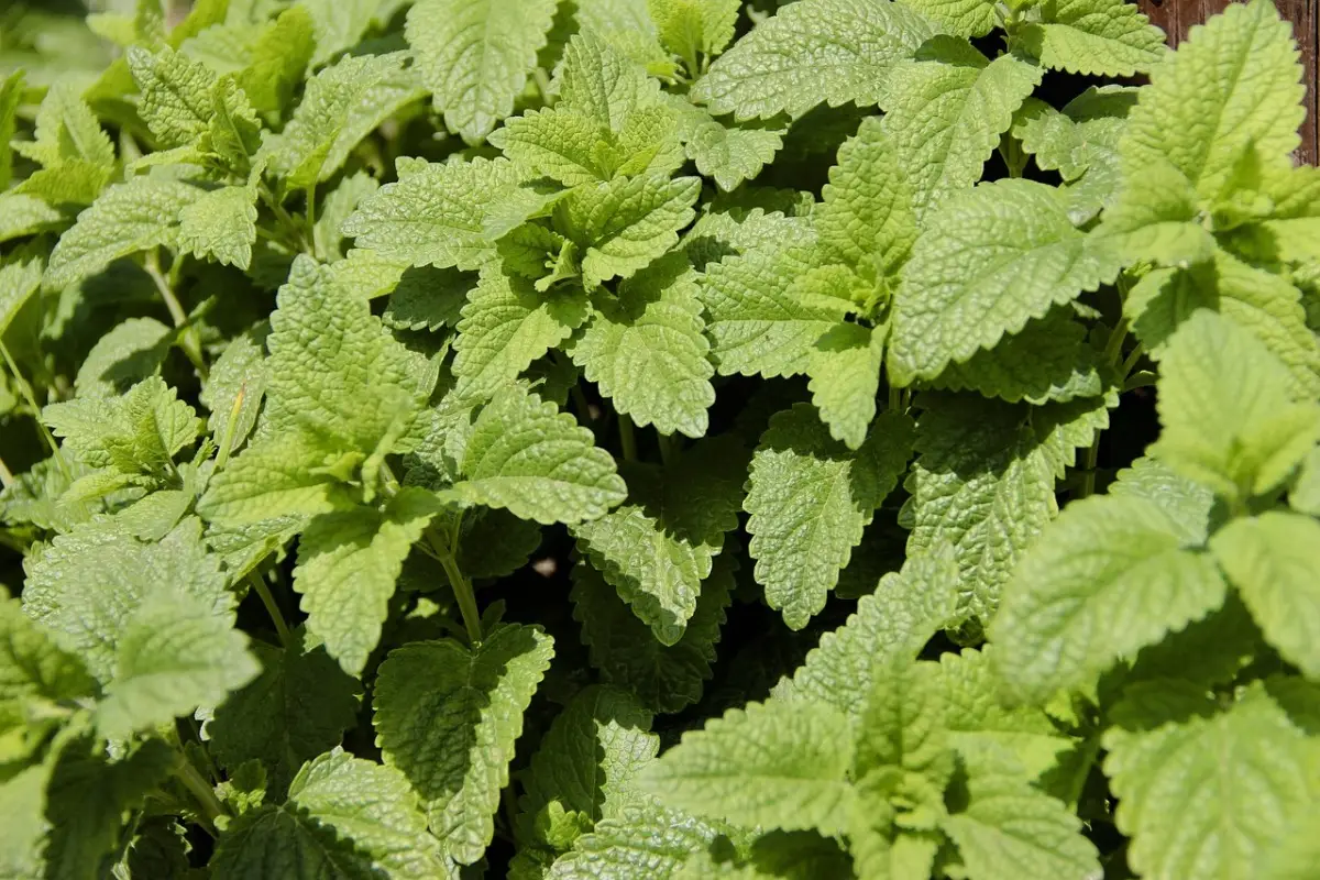 Piante che respingono zanzare e insetti: ecco quali mettere sul davanzale Piante che respingono zanzare e insetti: ecco quali mettere sul davanzale