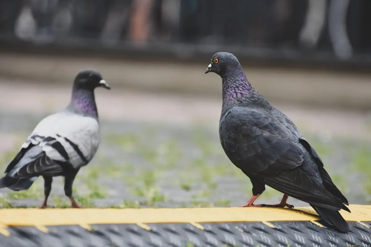Ratti e piccioni nei parchi cittadini: cosa può fare il cittadino se la situazione peggiora Ratti e piccioni nei parchi cittadini: cosa può fare il cittadino se la situazione peggiora