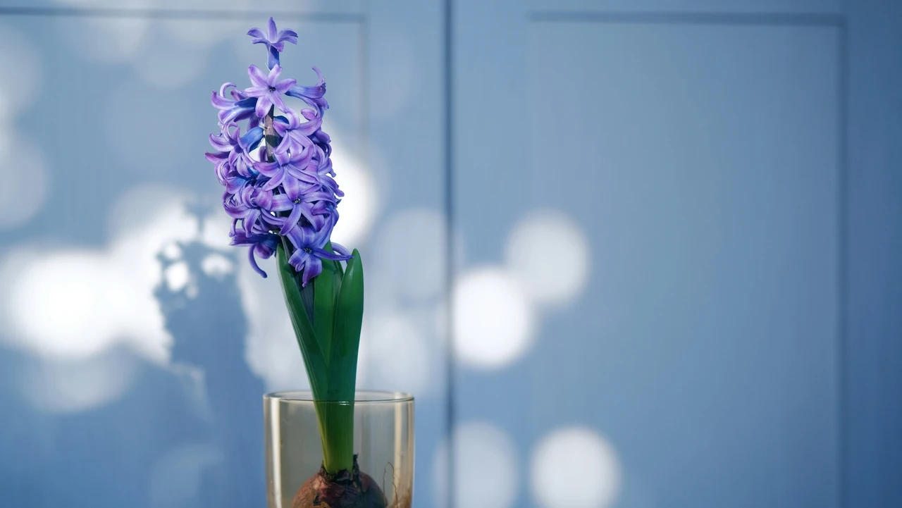 Come mantenere freschi i fiori recisi in casa durante il caldo di giugno: la guida del fiorista professionista Come mantenere freschi i fiori recisi in casa durante il caldo di giugno: la guida del fiorista professionista