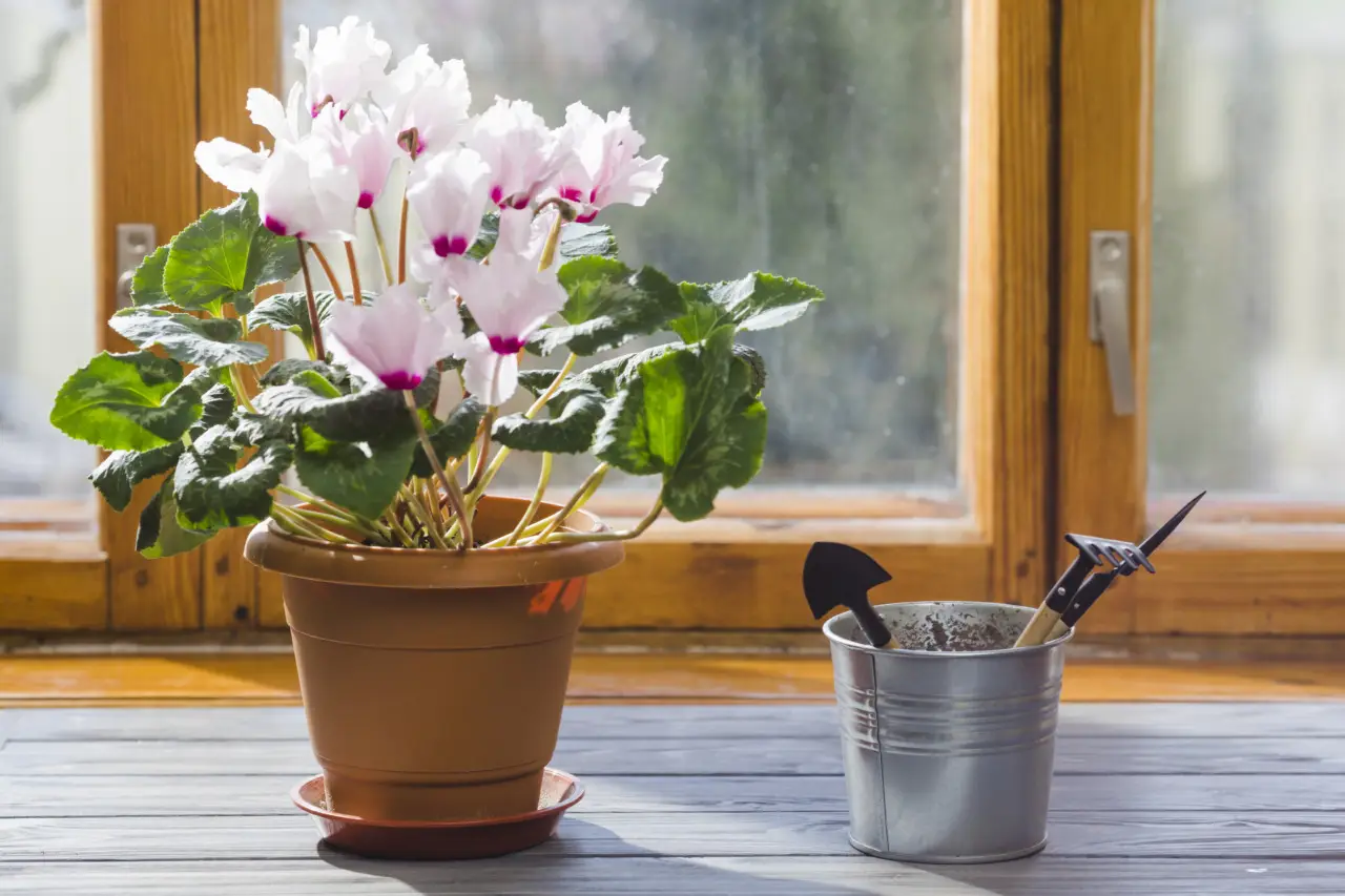 Come mantenere freschi i fiori recisi in casa durante il caldo di giugno: la guida del fiorista professionista Come mantenere freschi i fiori recisi in casa durante il caldo di giugno: la guida del fiorista professionista