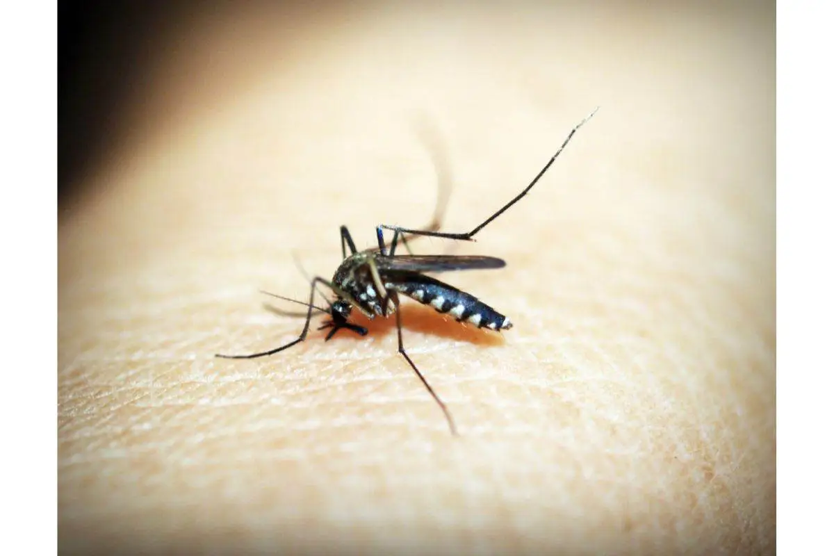 Come evitare che le zanzare entrino in camera da letto: la guida dell’entomologo per giugno Come evitare che le zanzare entrino in camera da letto: la guida dell’entomologo per giugno