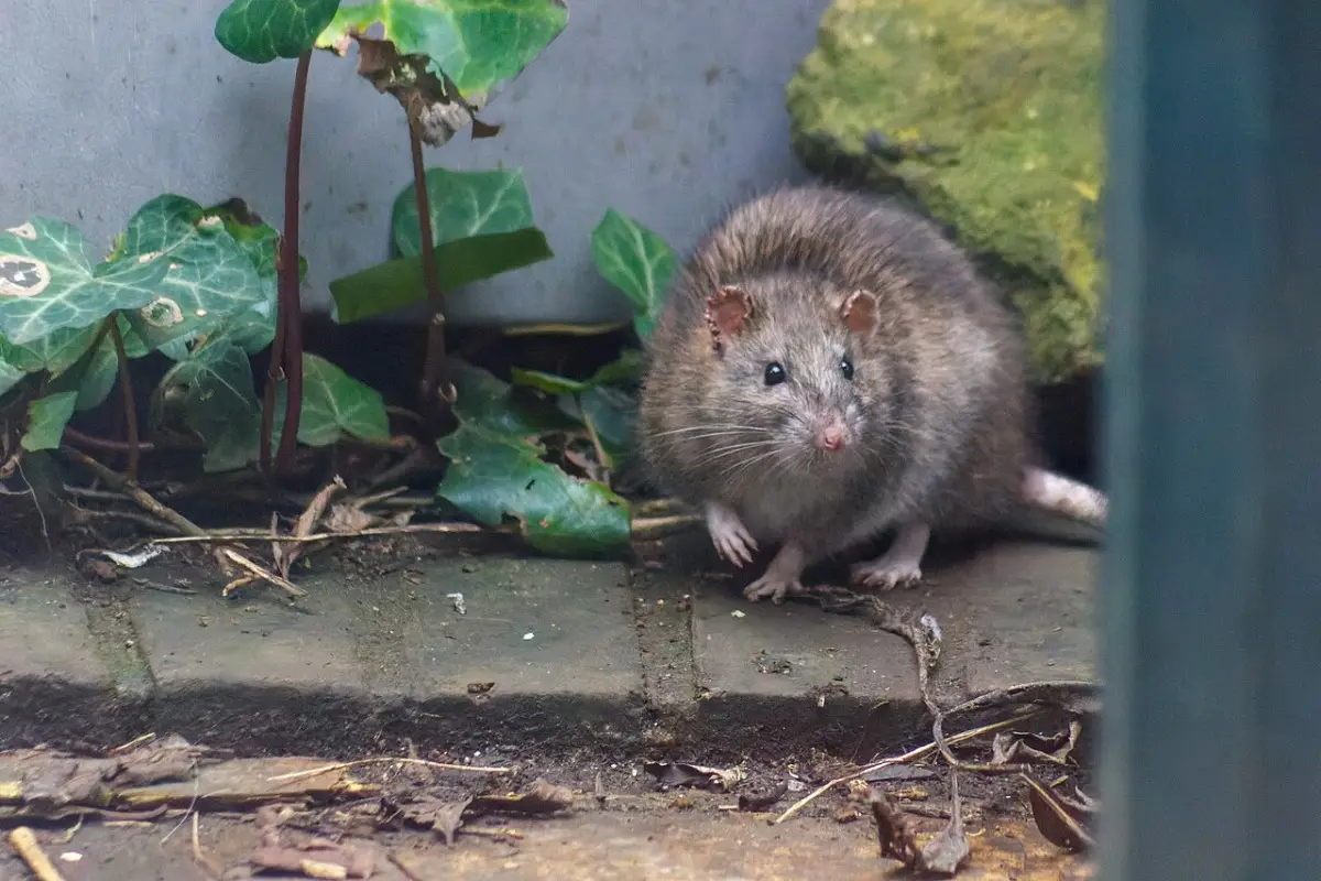 Topi in giardino? Ecco il metodo naturale per allontanarli Topi in giardino? Ecco il metodo naturale per allontanarli