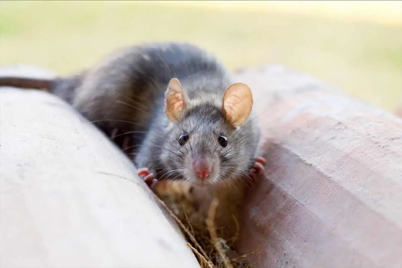 Il trucco anti-topi che funziona davvero: naturale, economico e usato nei parchi Il trucco anti-topi che funziona davvero: naturale, economico e usato nei parchi