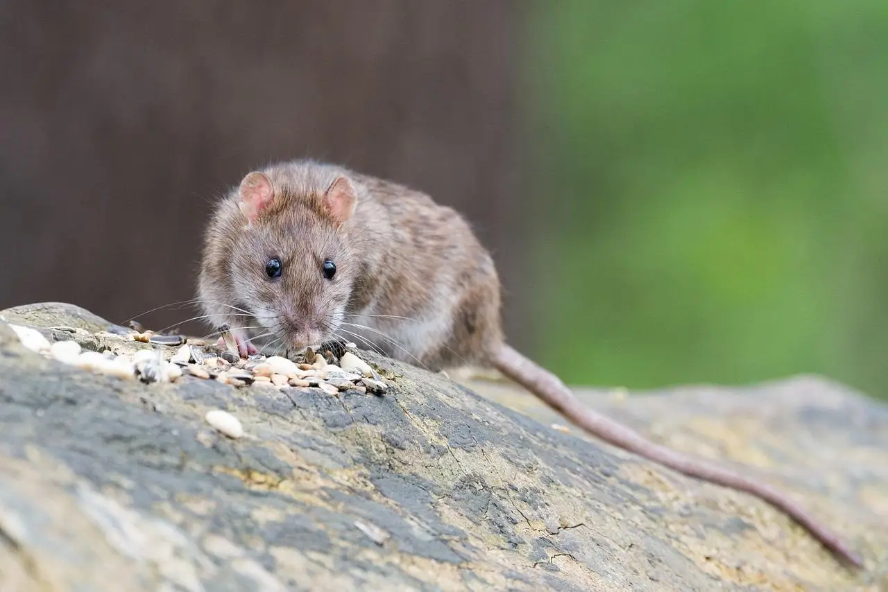 Il trucco anti-topi che funziona davvero: naturale, economico e usato nei parchi Il trucco anti-topi che funziona davvero: naturale, economico e usato nei parchi
