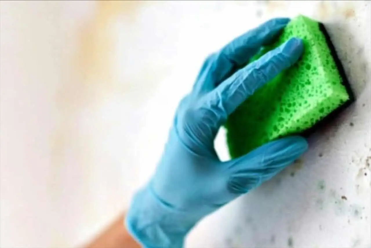 Pulire i muri dopo il passaggio dei topi: i disinfettanti più efficaci da usare subito Pulire i muri dopo il passaggio dei topi: i disinfettanti più efficaci da usare subito