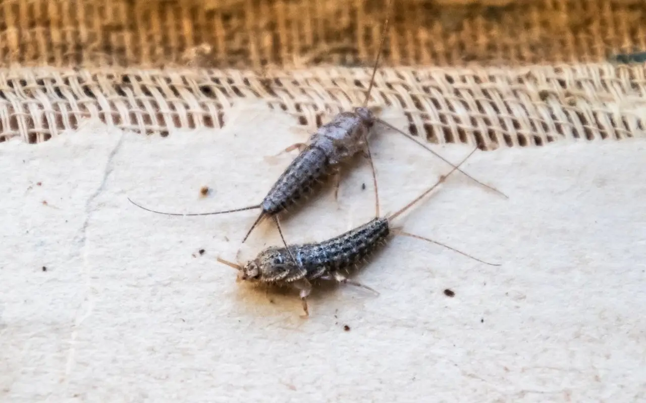Attenzione ai pesciolini d’argento in casa: se li vedi significa questo Attenzione ai pesciolini d’argento in casa: se li vedi significa questo