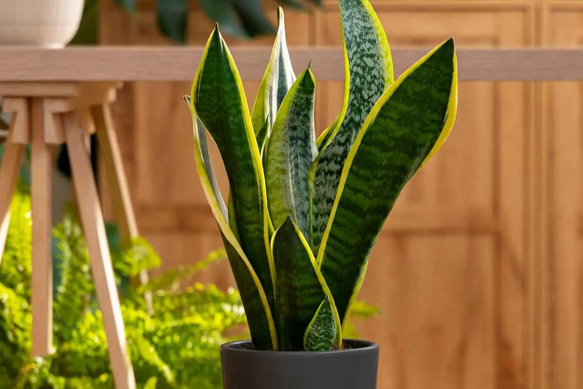 Il posto peggiore dove mettere la sansevieria: ecco perché non cresce Il posto peggiore dove mettere la sansevieria: ecco perché non cresce