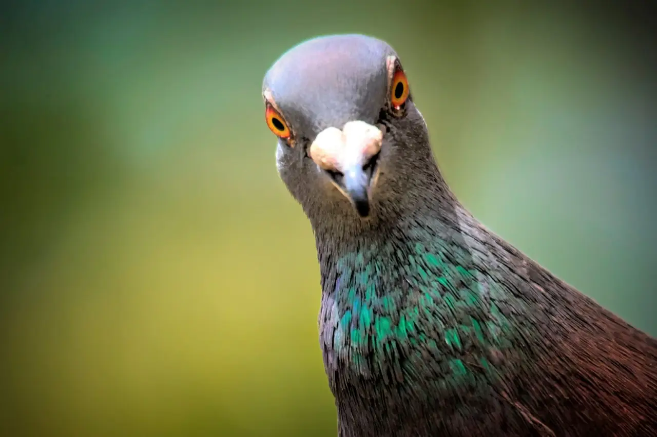 Attenzione ai piccioni sul balcone: il trucco naturale che li tiene lontani Attenzione ai piccioni sul balcone: il trucco naturale che li tiene lontani