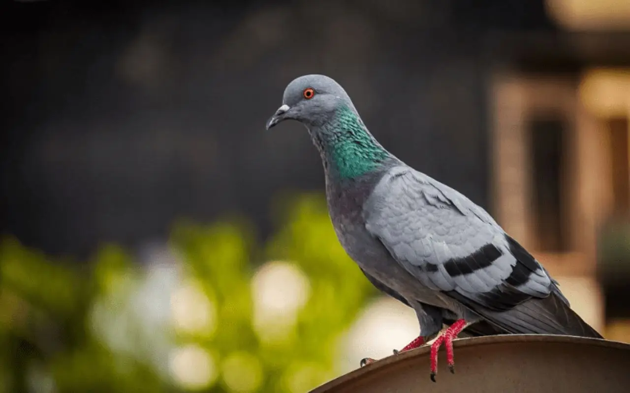 Piccioni in balcone? Ecco perché tornano sempre nello stesso punto Piccioni in balcone? Ecco perché tornano sempre nello stesso punto