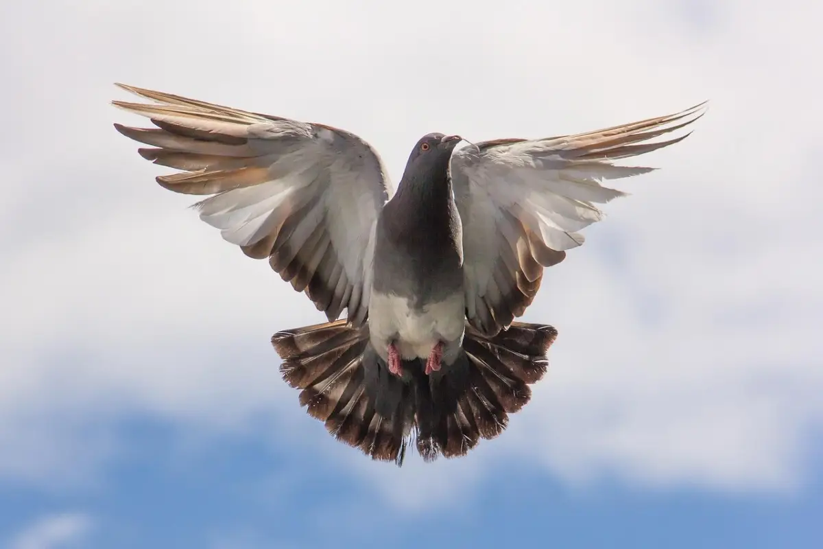 Attenzione a dove metti i vasi: possono attirare i piccioni Attenzione a dove metti i vasi: possono attirare i piccioni