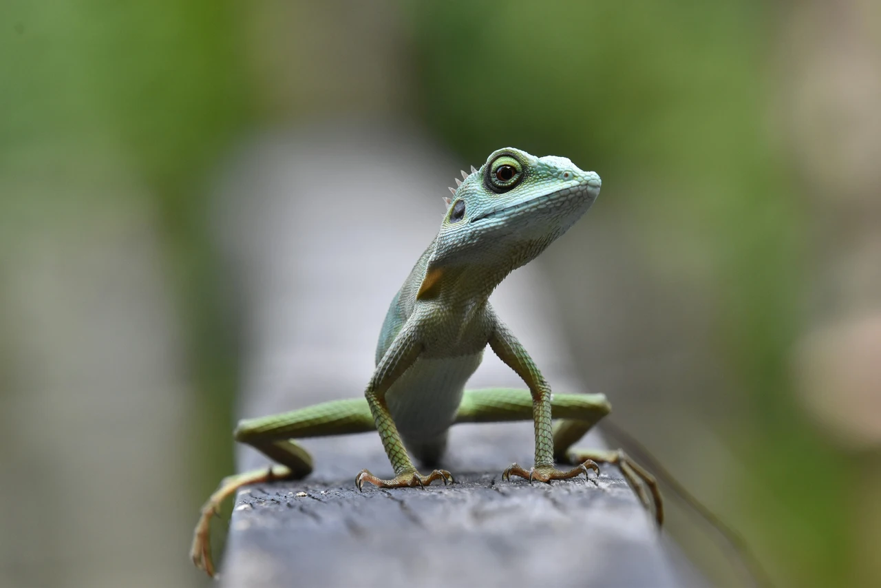 Attenzione ai gechi sul balcone: il trucco naturale che li allontana subito Attenzione ai gechi sul balcone: il trucco naturale che li allontana subito