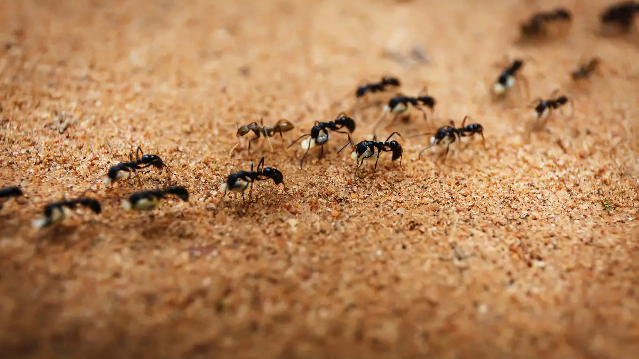 Come allontanare le formiche senza pesticidi: il rimedio che usano nei ristoranti Come allontanare le formiche senza pesticidi: il rimedio che usano nei ristoranti