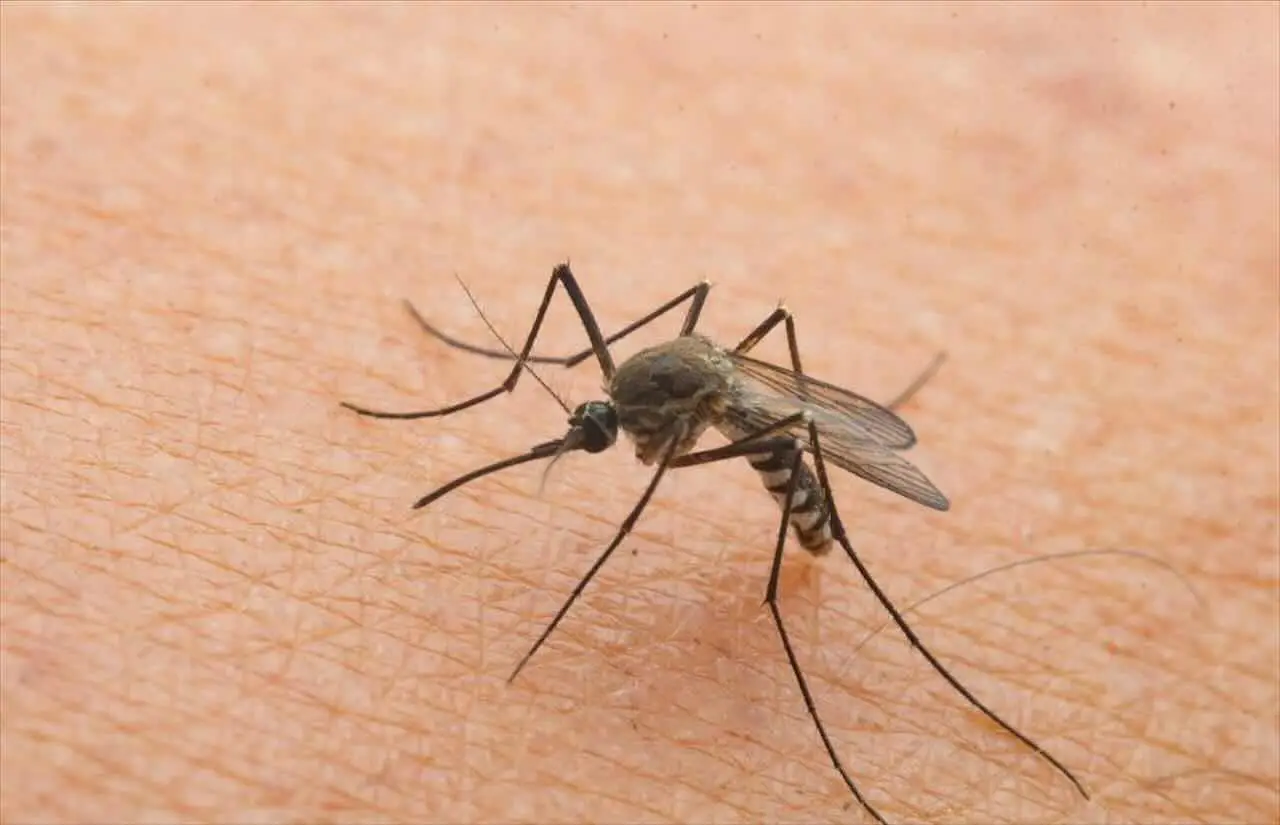 Il trucco per allontanare zanzare e moscerini dal terrazzo senza usare spray chimici Il trucco per allontanare zanzare e moscerini dal terrazzo senza usare spray chimici