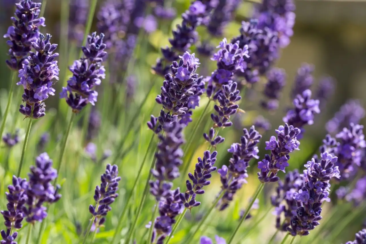 Lato oscuro della lavanda: ecco quando non va mai usata in casa Lato oscuro della lavanda: ecco quando non va mai usata in casa