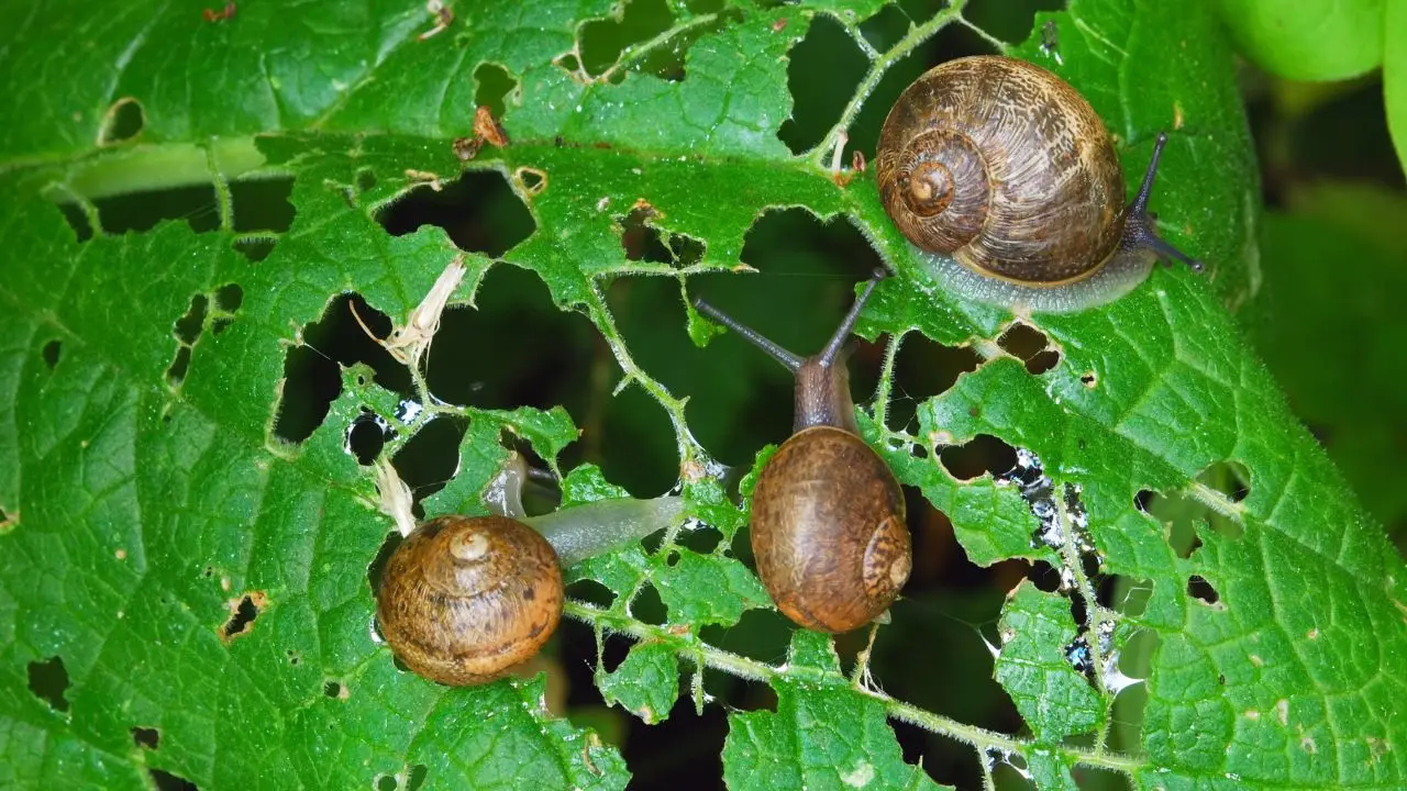 Giardino invaso dalle lumache: ecco una soluzione semplice con sale grosso da scoprire Giardino invaso dalle lumache: ecco una soluzione semplice con sale grosso da scoprire