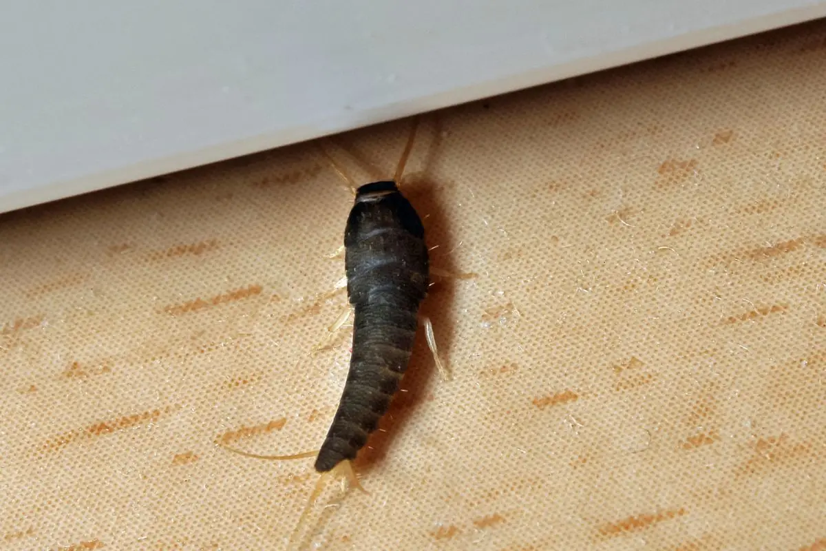 Sbarazzati subito dei pesciolini d’argento in bagno con una soluzione dal tuo armadio Sbarazzati subito dei pesciolini d’argento in bagno con una soluzione dal tuo armadio