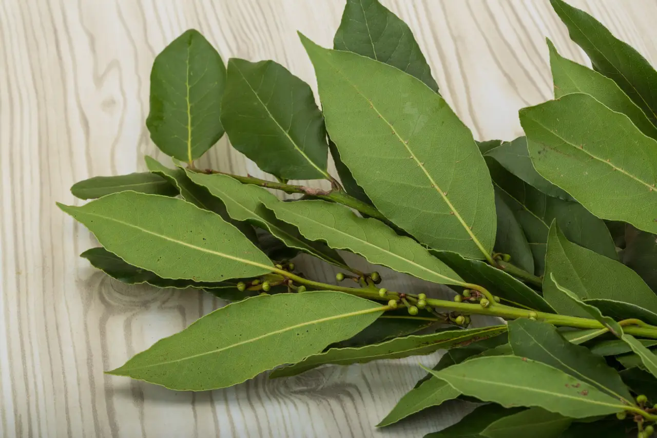 Scopri subito come difendere i tessuti di casa da tarme con foglie di alloro e lavanda Scopri subito come difendere i tessuti di casa da tarme con foglie di alloro e lavanda