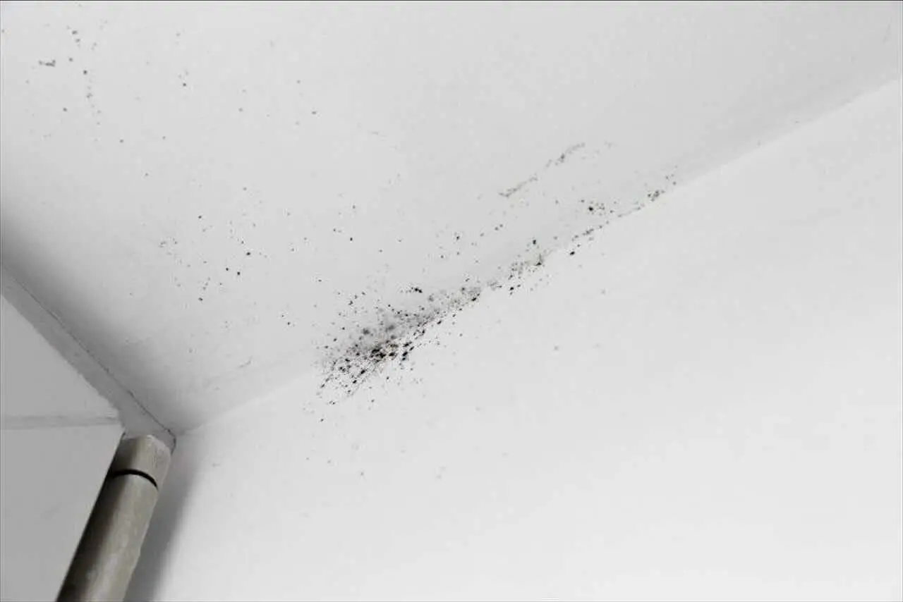 Elimina subito le tracce di muffa sui muri senza prodotti chimici aggressivi Elimina subito le tracce di muffa sui muri senza prodotti chimici aggressivi