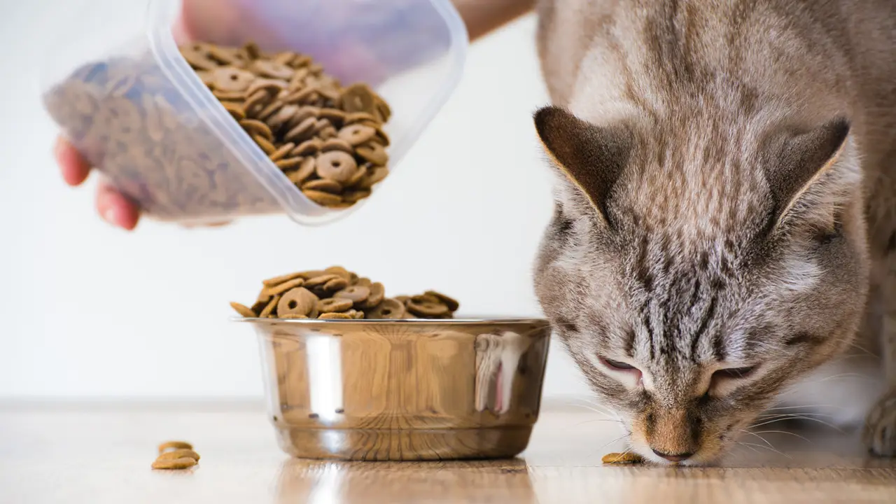 Scopri i passaggi giusti per pulire le ciotole degli animali e limitare la presenza di insetti Scopri i passaggi giusti per pulire le ciotole degli animali e limitare la presenza di insetti