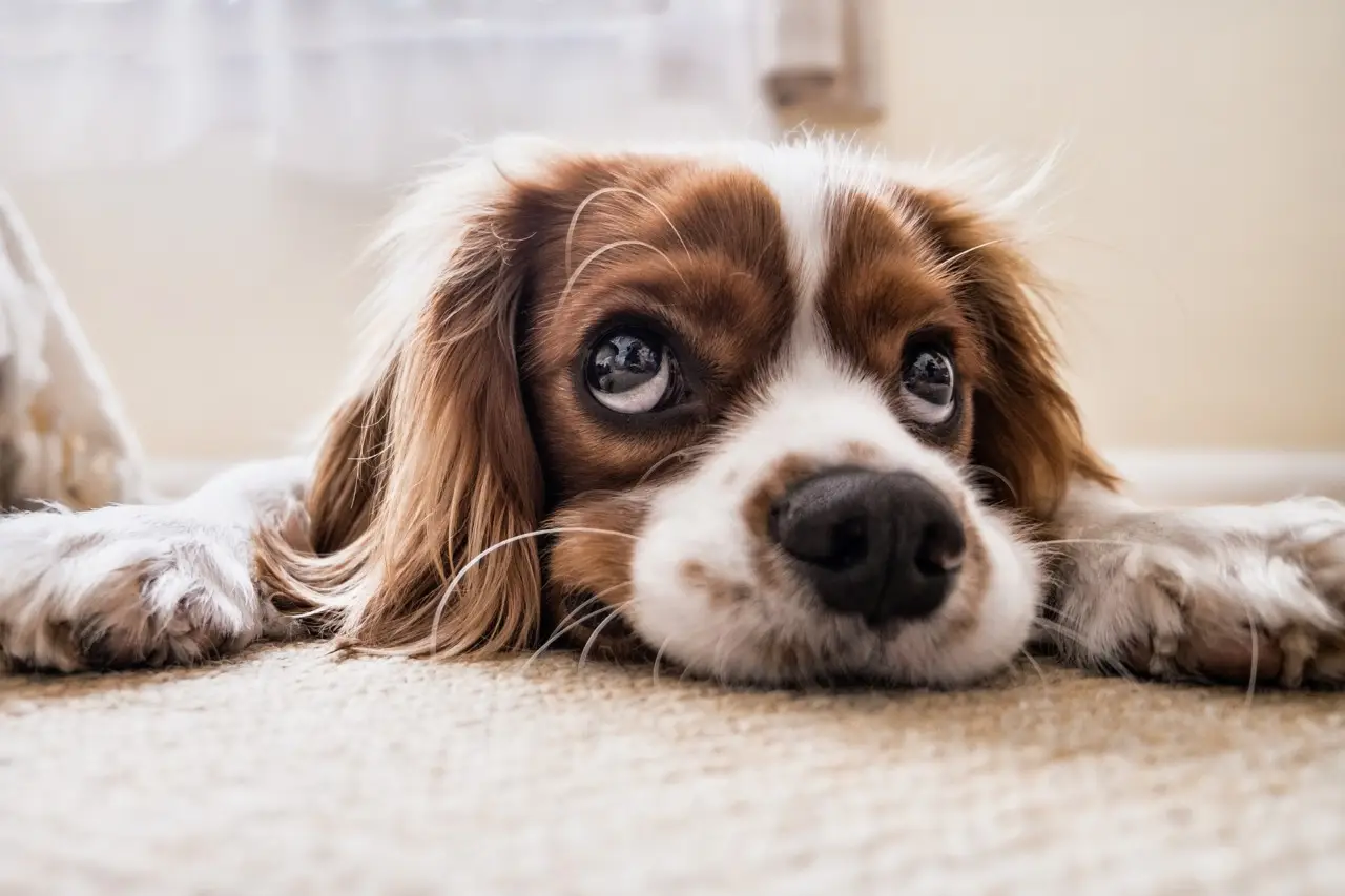 Scopri i passaggi giusti per pulire le ciotole degli animali e limitare la presenza di insetti Scopri i passaggi giusti per pulire le ciotole degli animali e limitare la presenza di insetti