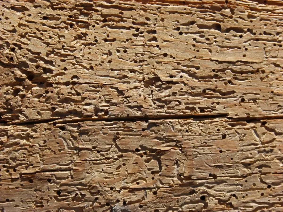 Sai riconoscere il segnale che indica una possibile infestazione di tarli nei mobili? Sai riconoscere il segnale che indica una possibile infestazione di tarli nei mobili?