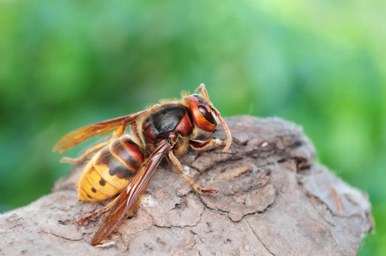 Decora e proteggi: quali piante sul balcone tengono lontane le vespe in modo naturale Decora e proteggi: quali piante sul balcone tengono lontane le vespe in modo naturale