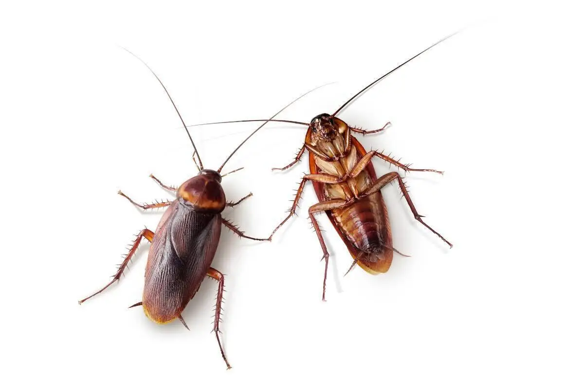 Scopri il rimedio con acido citrico che elimina gli scarafaggi dal bagno in poche ore Scopri il rimedio con acido citrico che elimina gli scarafaggi dal bagno in poche ore