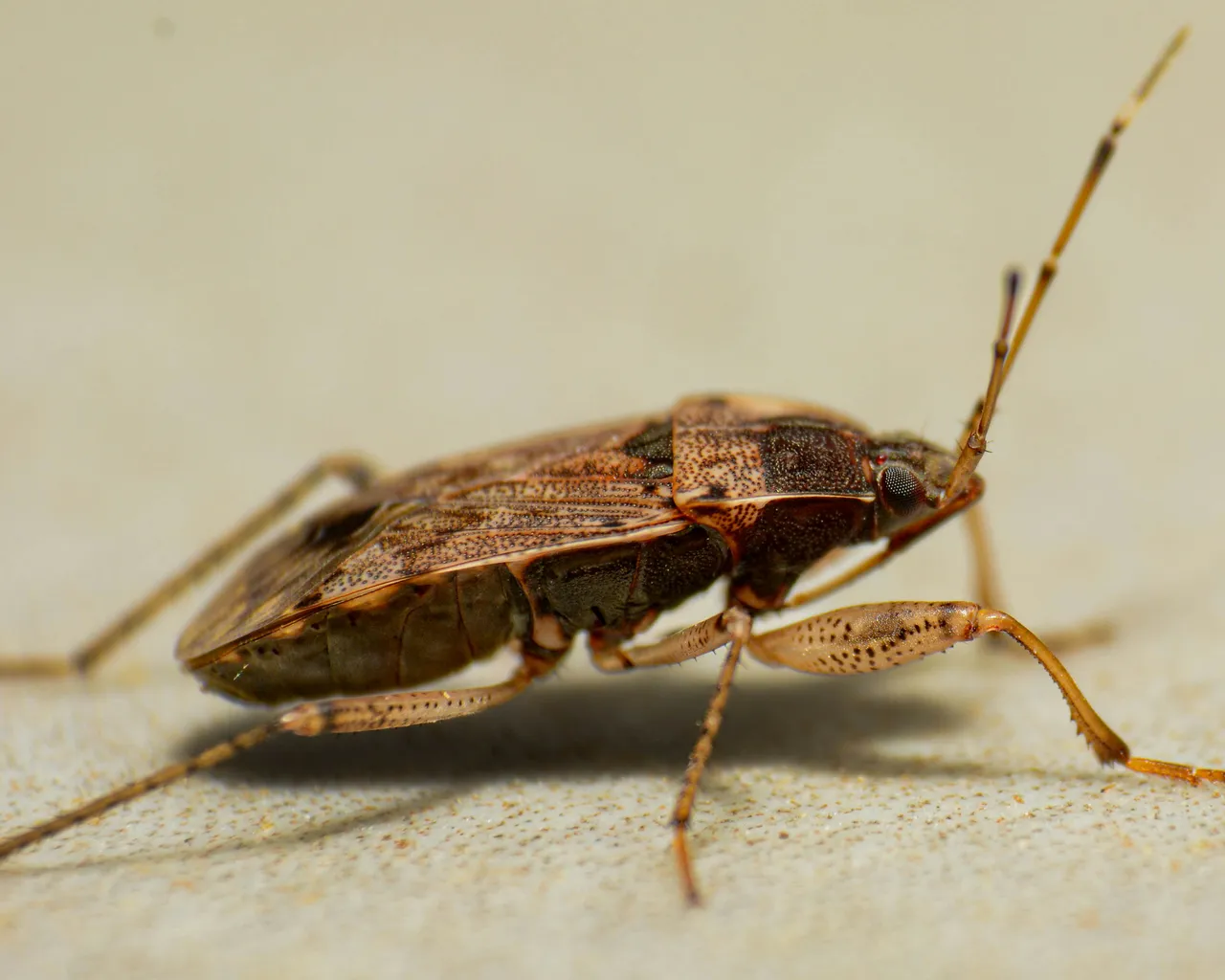 Scopri il rimedio con acido citrico che elimina gli scarafaggi dal bagno in poche ore Scopri il rimedio con acido citrico che elimina gli scarafaggi dal bagno in poche ore