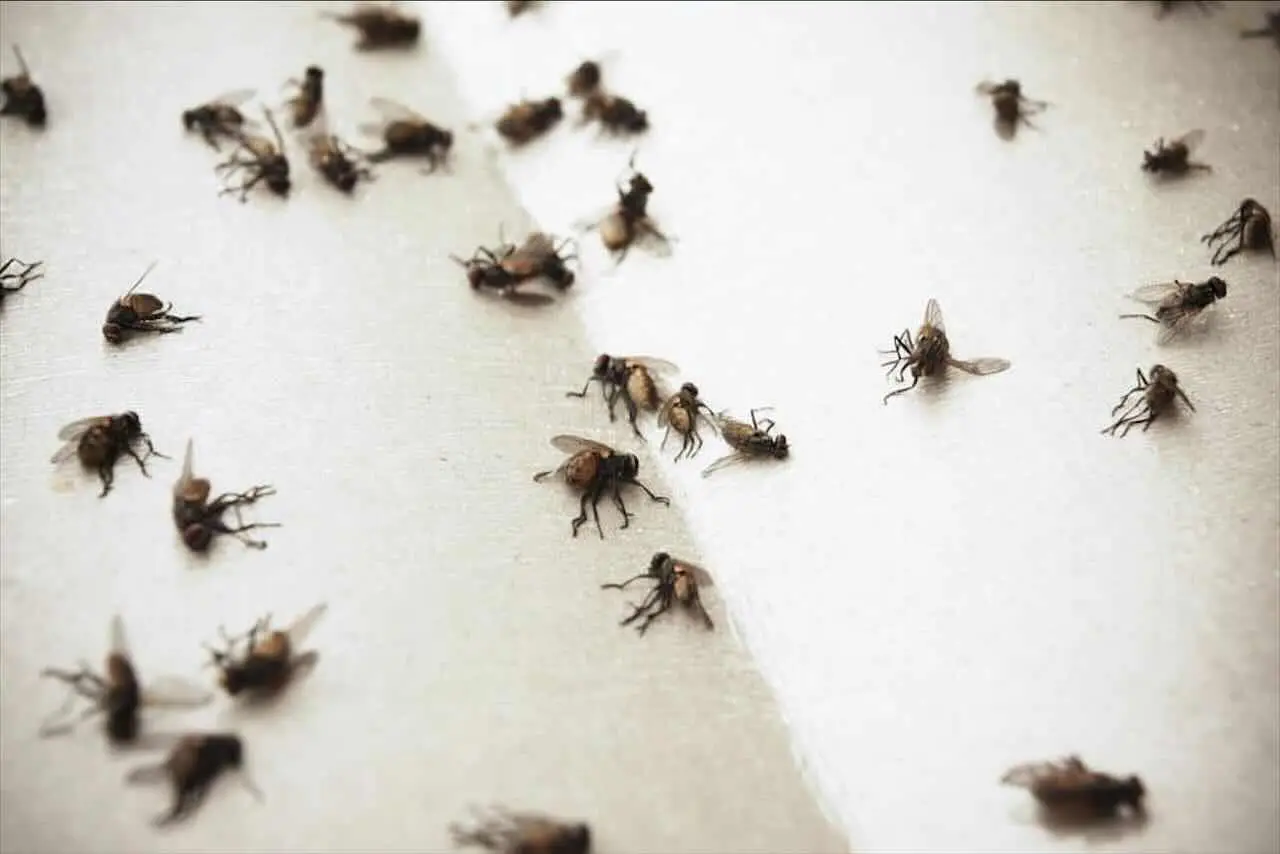 Ti basta una ciotola di zucchero per liberare lo scarico dai moscerini in bagno Ti basta una ciotola di zucchero per liberare lo scarico dai moscerini in bagno