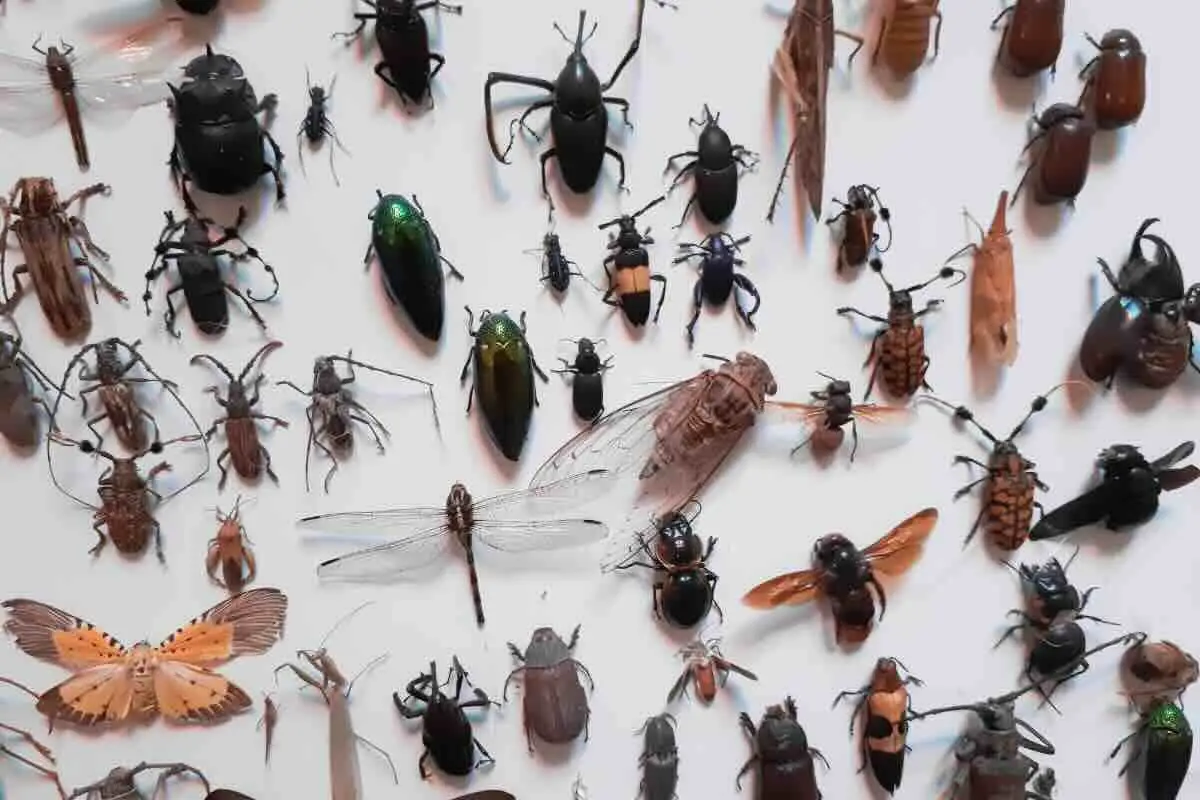 Ti basta una ciotola di zucchero per liberare lo scarico dai moscerini in bagno Ti basta una ciotola di zucchero per liberare lo scarico dai moscerini in bagno