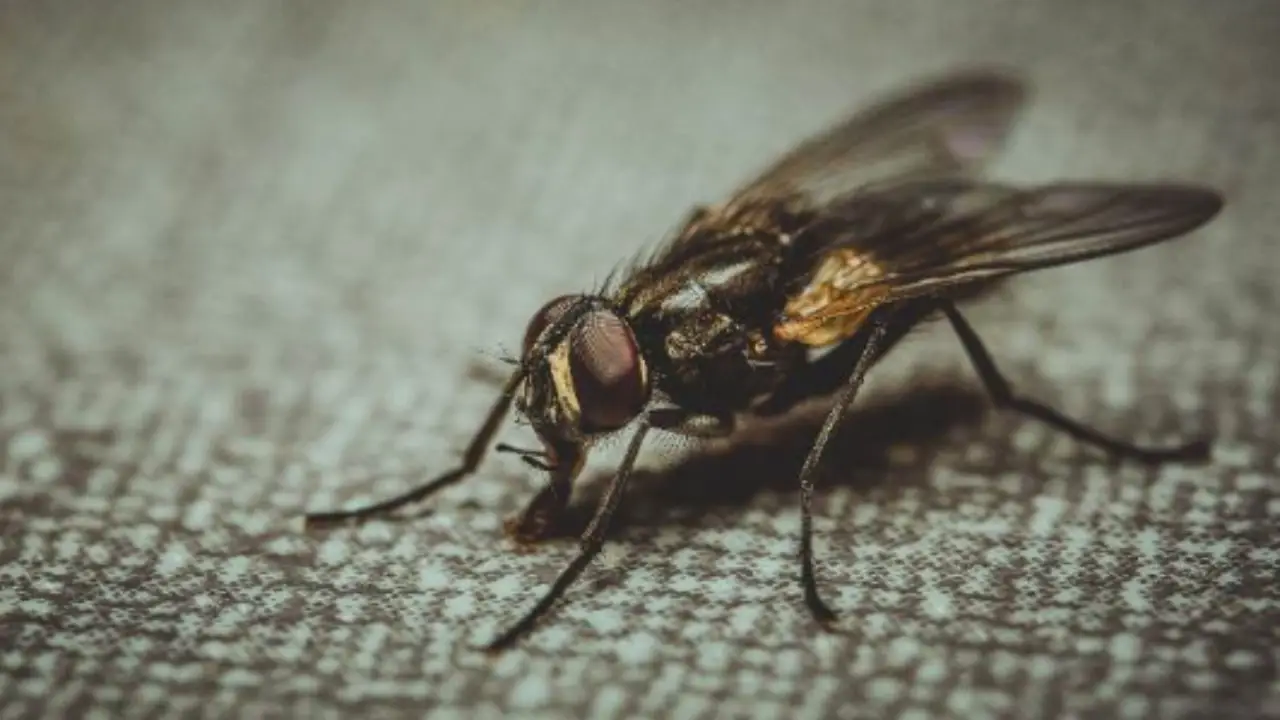 Ti basta una ciotola di zucchero per liberare lo scarico dai moscerini in bagno Ti basta una ciotola di zucchero per liberare lo scarico dai moscerini in bagno