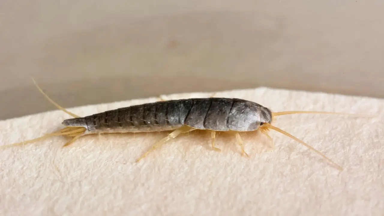 Puzza persistente? Allontana i pesciolini d’argento con una bustina di tè usata Puzza persistente? Allontana i pesciolini d’argento con una bustina di tè usata