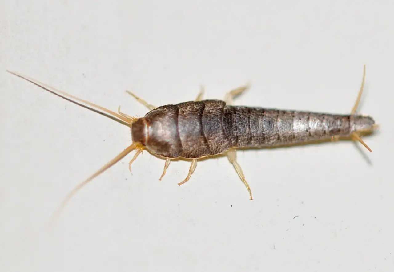 Puzza persistente? Allontana i pesciolini d’argento con una bustina di tè usata Puzza persistente? Allontana i pesciolini d’argento con una bustina di tè usata