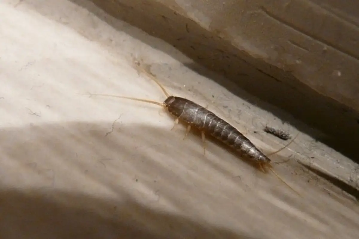 Puzza persistente? Allontana i pesciolini d’argento con una bustina di tè usata Puzza persistente? Allontana i pesciolini d’argento con una bustina di tè usata